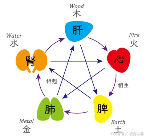 金木水火土 心肝脾肺腎|中医蕴含的五行学说，五脏之间的关系